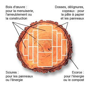 Coupes du bois